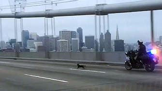 Chihuahua leads police on chase across Bay Bridge