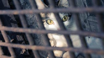 The Arab world’s loose laws are enabling animal abuse