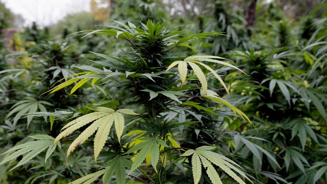 File photo of marijuana plants in Chicago. (The Associated Press)