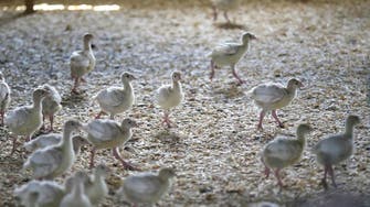 Iraq reports first outbreaks of bird flu in 10 years
