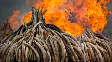 An ivory statue, right, lies on top of pyres of ivory as they are set on fire in Nairobi National Park, Kenya Saturday, April 30, 2016. (AP)