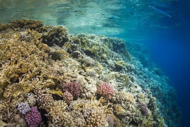 Coral reefs (archive)