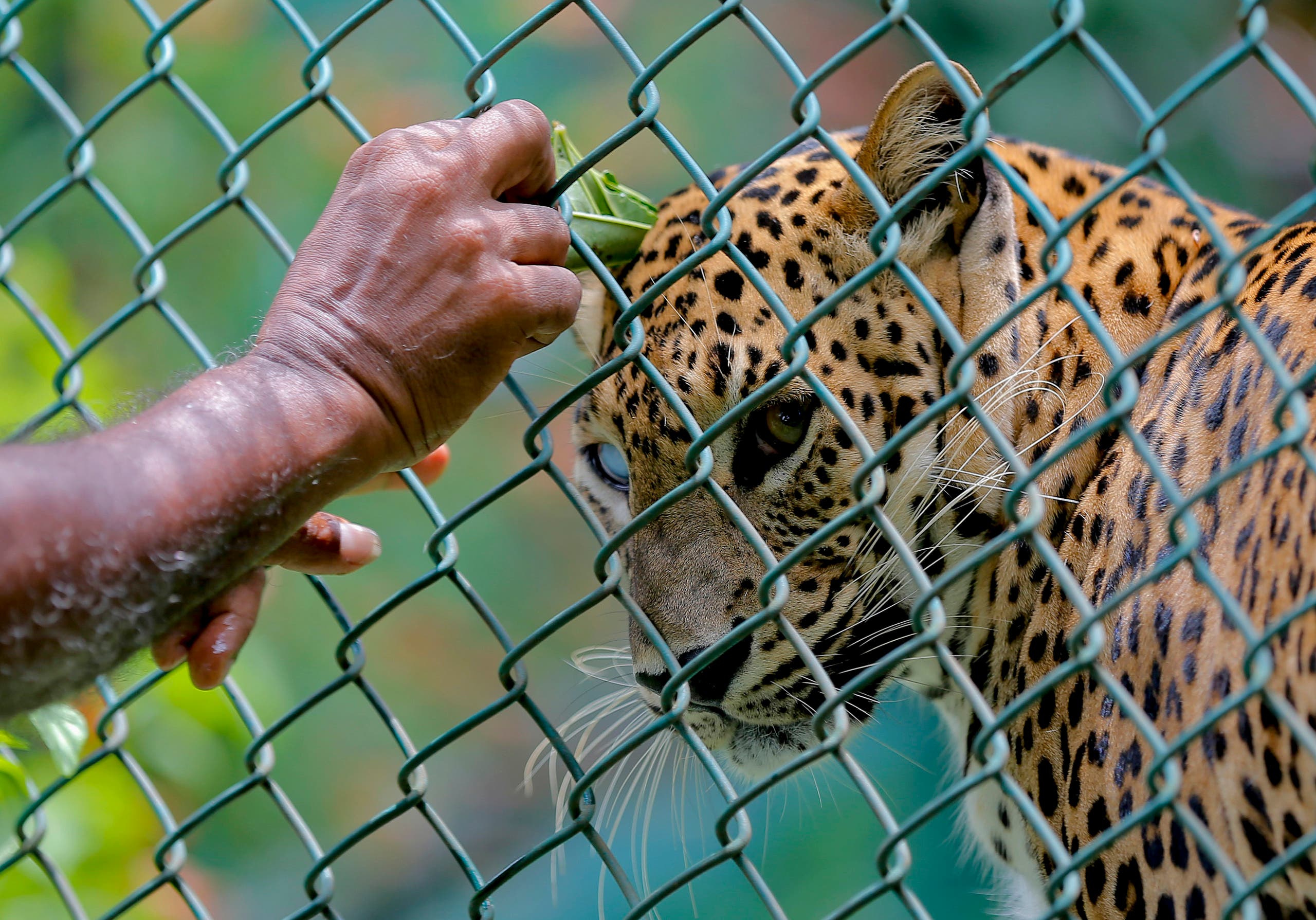 A Sri Lankan zoological garden employee reaches for a leopard in Colombo, Sri Lanka, April 16, 2016. (File photo: AP)