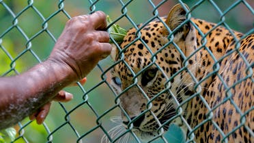  A Sri Lankan zoological garden employee reaches to apply oil on a leopard as a blessing ritual to mark the Sinhalese and Tamil traditional New Year in Colombo, Sri Lanka, Saturday, April 16, 2016. The ritual of anointing oil is performed on both people and animals as a part of New Year celebrations.(AP Photo/Eranga Jayawardena)