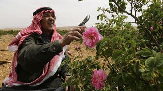 Syria's famous damask rose withered by war