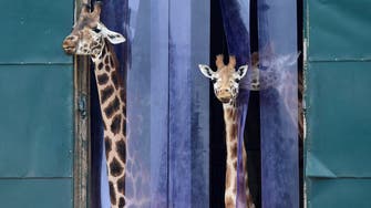 Genes tell how the giraffe got its long neck