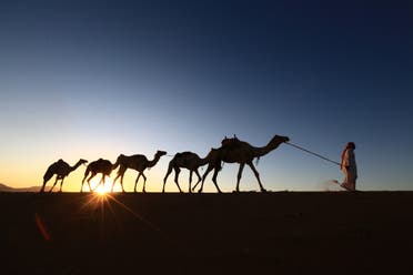 A Saudi man leads camels as he heads back home from a training center on April 1, 2016 near the city of Tabuk, located some 1500km northwest of the capital Riyadh. (AFP)