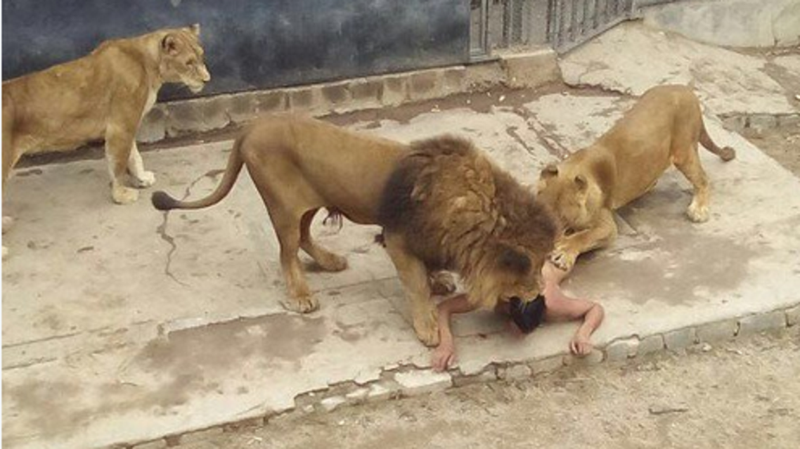 Security protocols kicked in immediately when staff saw the man climb down with a rope into the African lions’ enclosure and take off his clothes