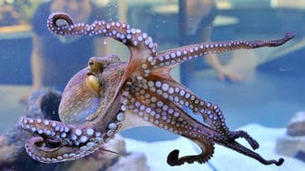 Savvy squid, octopuses on rise despite warming oceans