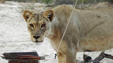In this picture provided Wednesday May 25, 2016, a female lion stands next to a barbaque grill outside a camping tent at the Kgalagadi Transfrontier Park in Botswana. AP
