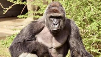 Backlash in US over killing a gorilla in zoo