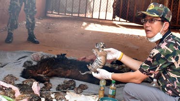 A dead tiger cub is held up by a Thai official after authorities found 40 tiger cub carcasses during a raid on the controversial Tiger Temple, in Kanchanaburi. (Reuters)