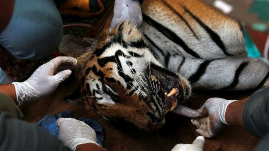 A sedated tiger is stretchered as officials continue moving live tigers from the controversial Tiger Temple, in Kanchanaburi province, west of Bangkok, Thailand, June 3, 2016. (Reuters)