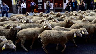 Sheep invade Spanish city after shepherd falls asleep