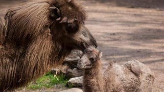 Chicago zoo’s baby camel ‘Alexander Camelton’ a social media star