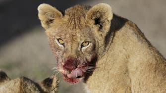 Human-eating lions condemned to life in captivity in India