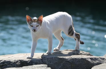 In this Wednesday June 15, 2016 photo, an stray cat rush walks towards the aid group Animal Welfare Abu Dhabi who they arrived at the Lulu island in Abu Dhabi, United Arab Emirates. ap