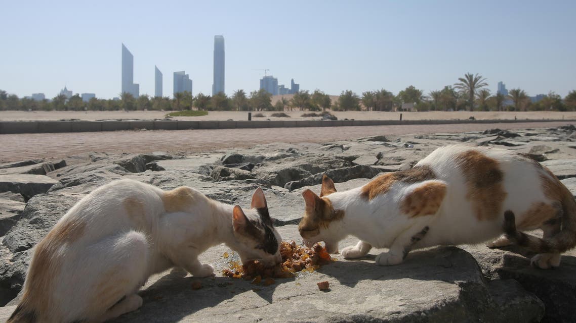 cat showroom in abu dhabi