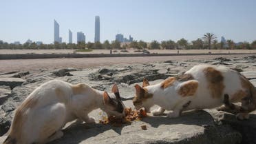 In this Wednesday June 15, 2016 photo, stray cats rush to eat food which was brought by the aid group Animal Welfare Abu Dhabi at the Lulu island in Abu Dhabi, United Arab Emirates.