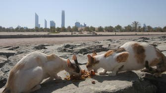 Off Abu Dhabi’s coast, an island home to cats seeks aid