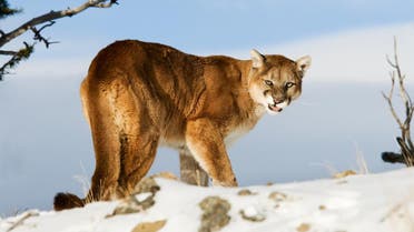 Colorado woman pries open mountain lion’s jaws to rescue son (Shutterstock)