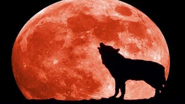 جماعات المأساويين ترفق الذئب دائما مع القمر المكتمل بدرا، كنذير شؤم