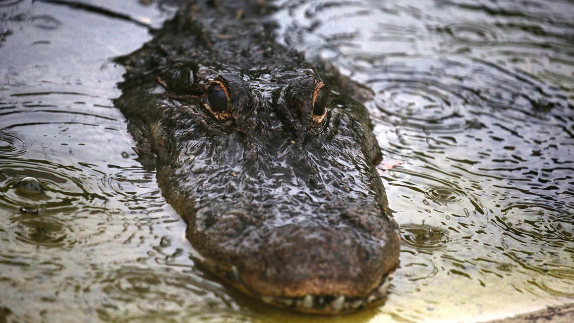 A captive alligator is pictured as it rains in Oviedo, Florida, U.S., June 18, 2016. REUTERS/Carlo Allegri