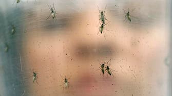 Mosquito-borne encephalitis virus spreads from pigs to humans in Australia