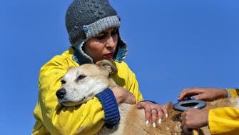 Iran cracks down on ‘vulgar western’ dog owners 