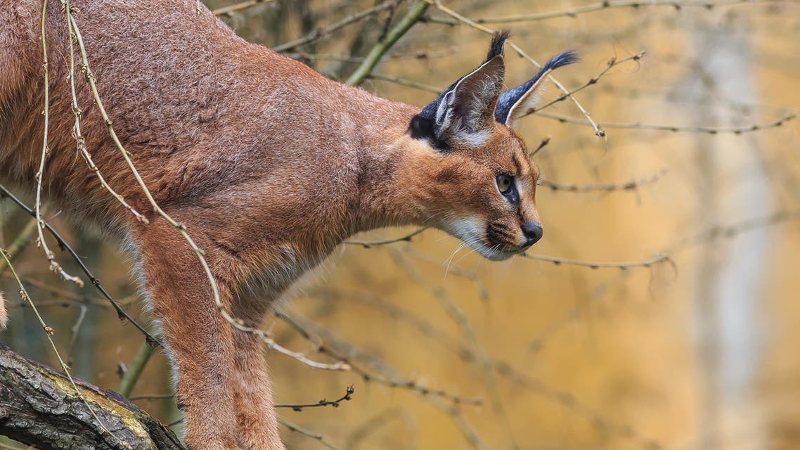 lynx cat shutterstock