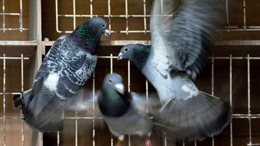 Pigeons fly inside their coop at Pigeon Paradise in Knesselare, Belgium. (File photo: AP)