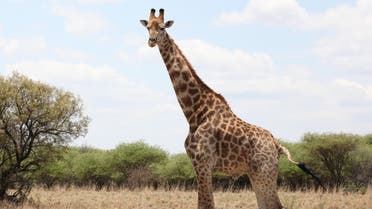 A giraffe grazes at the Vaalkop Dam Nature Reserve near Tantanana, South Africa, on Friday, Nov. 23, 2012. (AP)