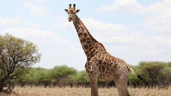 Wildlife trade protections for giraffes, sharks 