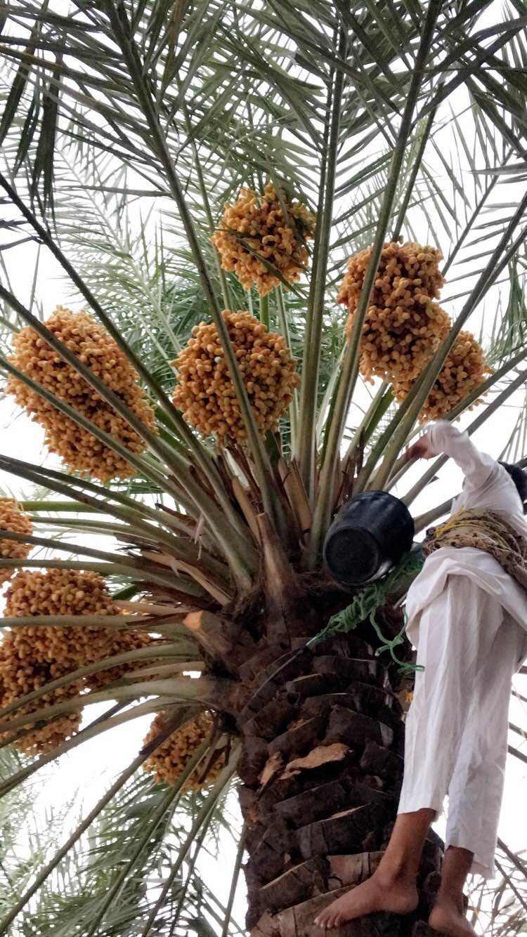 زراعة الكاكاو في السعودية