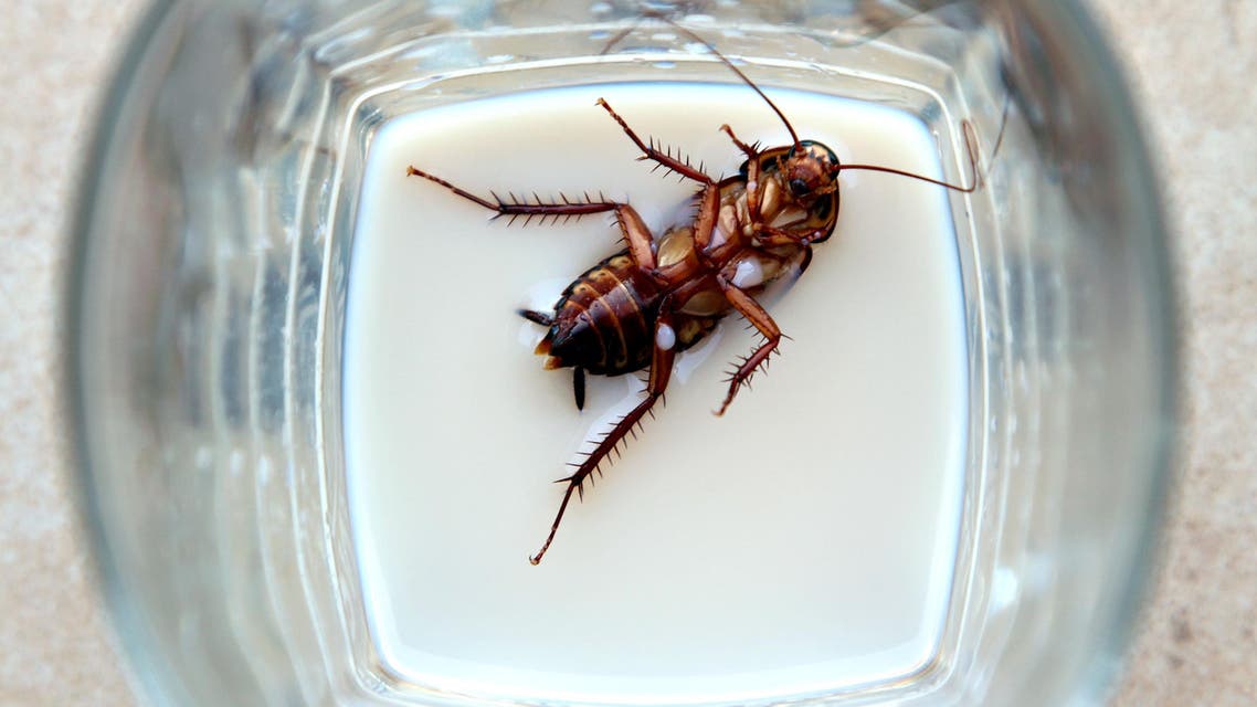 Cockroach Milk May Be More Effective Than Regular Milk Scientists Say Al Arabiya English