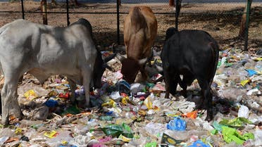 dead cow from animal waste