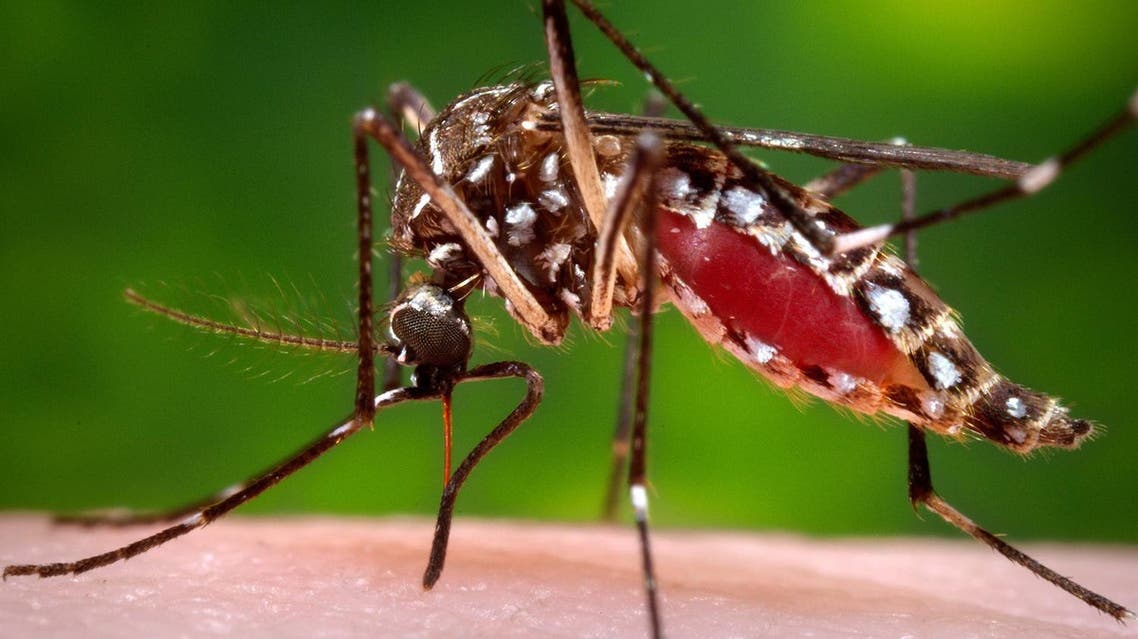 This 2006 file photo provided by the Centers for Disease Control and Prevention shows a female Aedes aegypti mosquito in the process of acquiring a blood meal from a human host. The Aedes aegypti mosquito is behind the large outbreaks of Zika virus in Latin America and the Caribbean. On Friday, July 29, 2016, Florida said four Zika infections in the Miami area are likely the first caused by mosquito bites in the continental U.S. All previous U.S. cases have been linked to outbreak countries. (James Gathany/Centers for Disease Control and Prevention via AP, File)