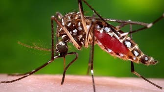 ‘Zika is now here’: Mosquitoes now spreading virus in US