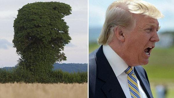 بالصور.. شجرة بريطانية ضخمة تسخر من عصبية ترامب