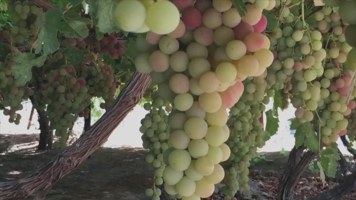 بالفيديو المكان الذي ينتج أجود أنواع العنب بالسعودية