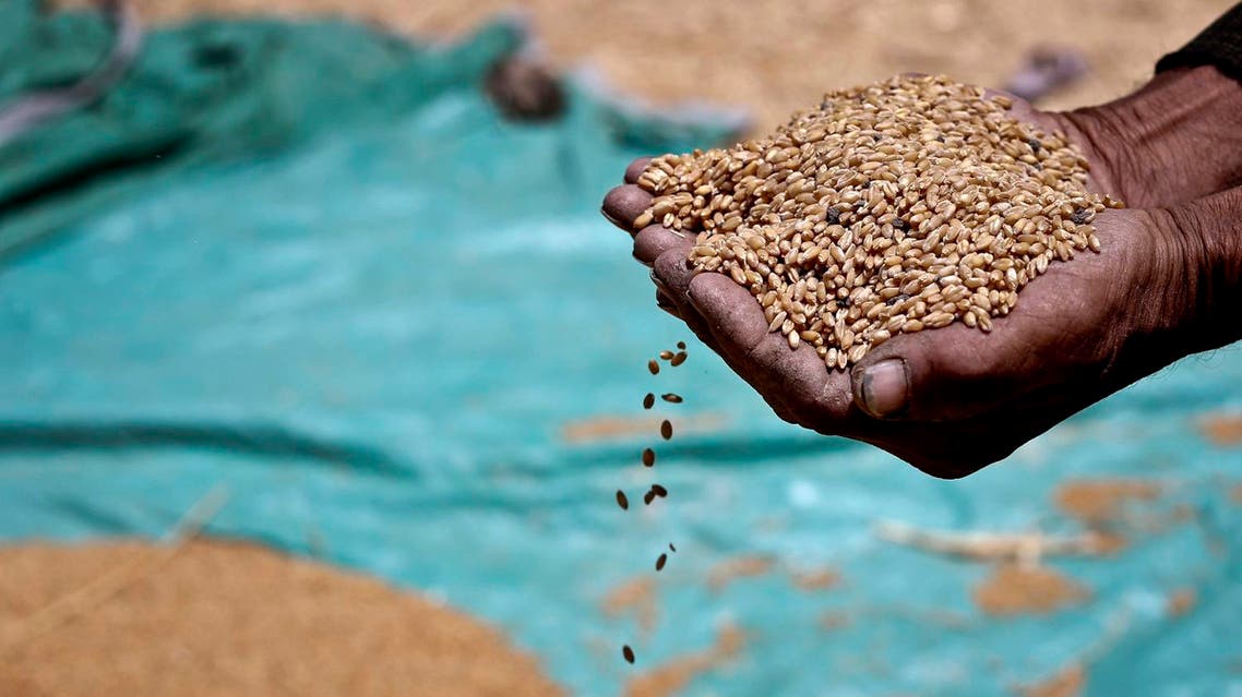 Farmer holds grains of wheat in a field in Fayoum, south of Cairo, Egypt AP