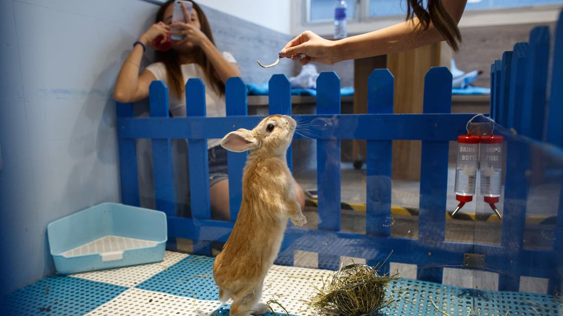 rabbitland 1