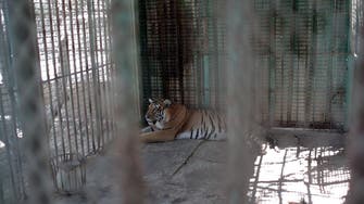 Laziz the tiger and friends leave Gaza for new life