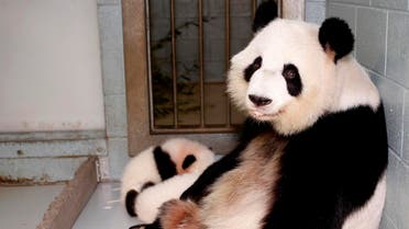 Giant Panda Lun Lun relaxes as her twin panda cubs Mei Lun and Mei Huan sleep at her feet at the Atlanta Zoo. (Reuters)