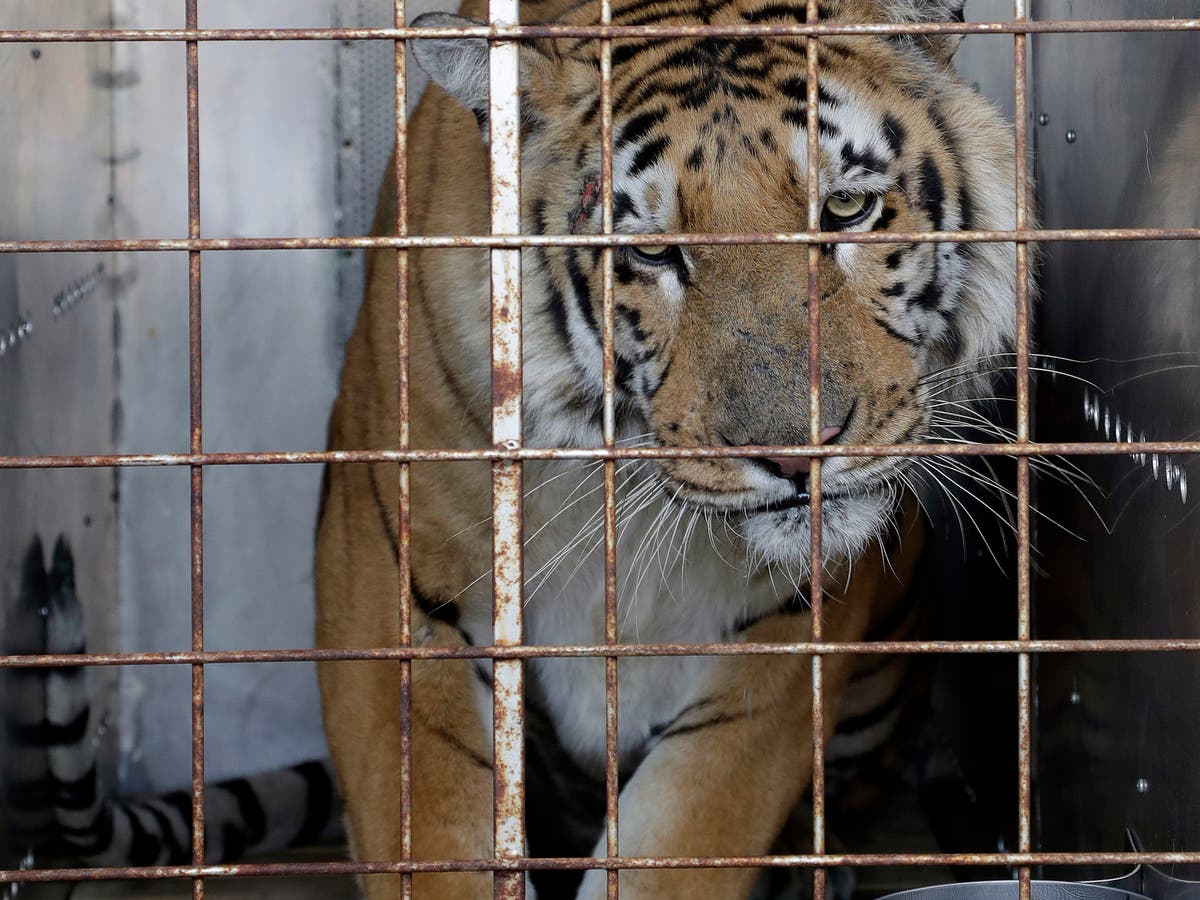 Baby tiger found stuffed in bag at Thai airport