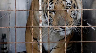 Tiger taken from ‘world’s worst zoo’ arrives in South Africa