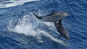 US government seeks ban on swimming with Hawaii dolphins