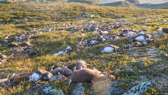 Lightning strike kills more than 300 reindeer in Norway