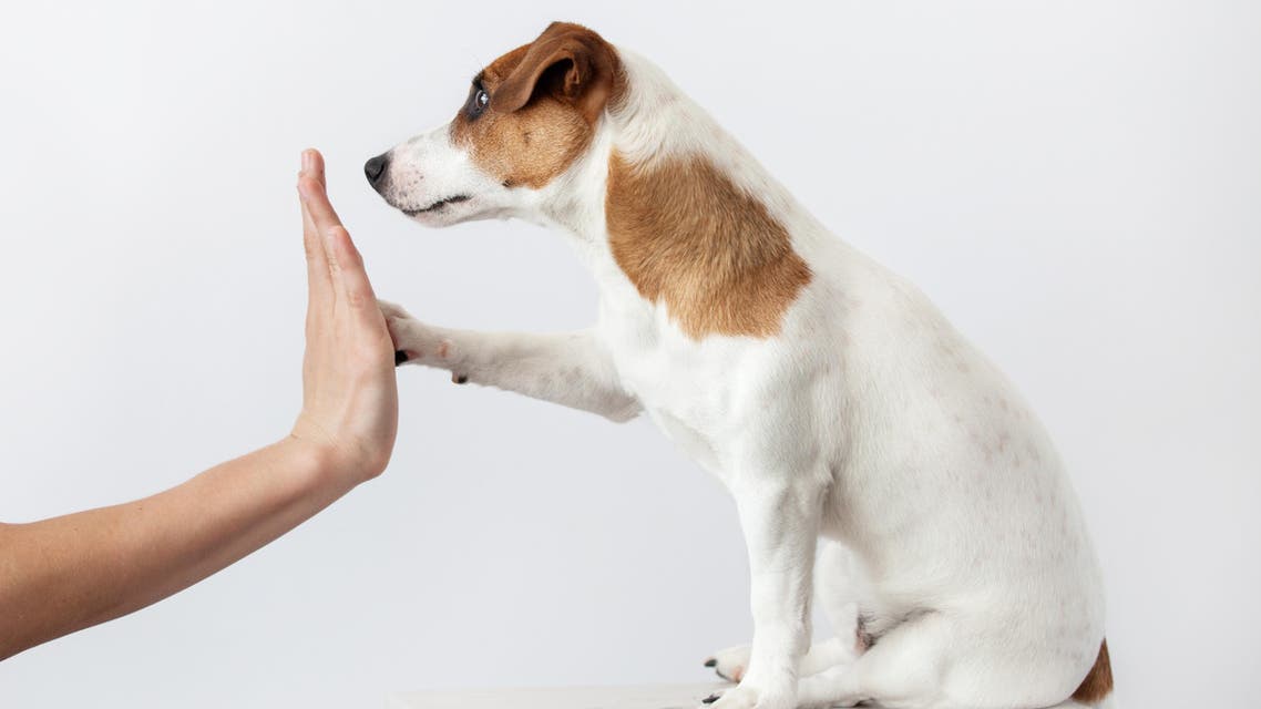 dog shutterstock
