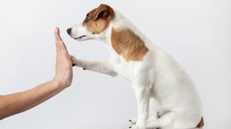 Good boy! Dogs know what you’re saying, study suggests
